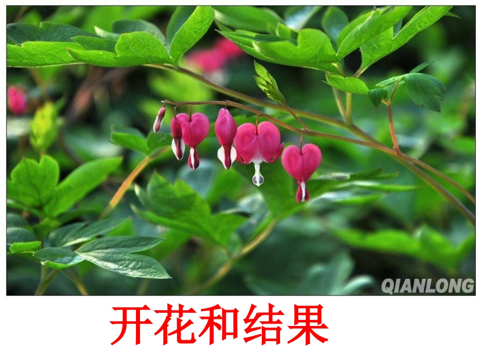 与生物学有关的职业-大地的美容师——园艺师_第1页