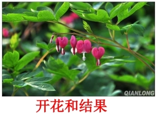 与生物学有关的职业-大地的美容师——园艺师