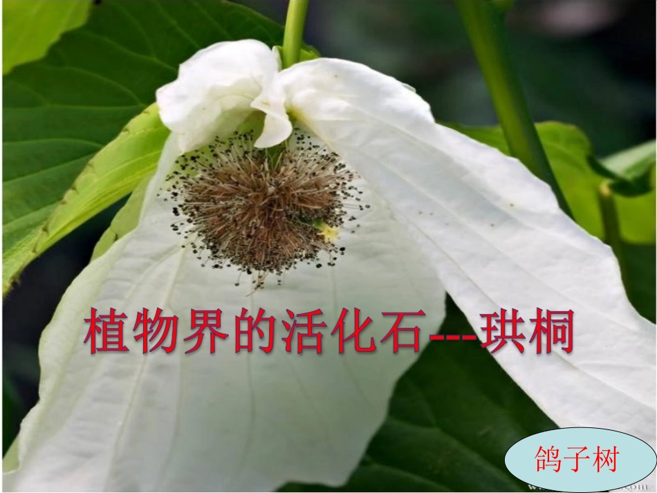 爱护植被-绿化祖国-(3)_第1页