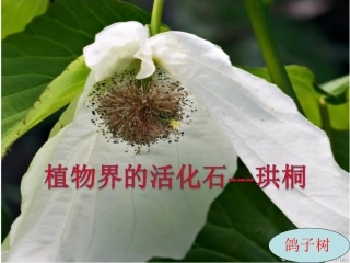 爱护植被-绿化祖国-(3)