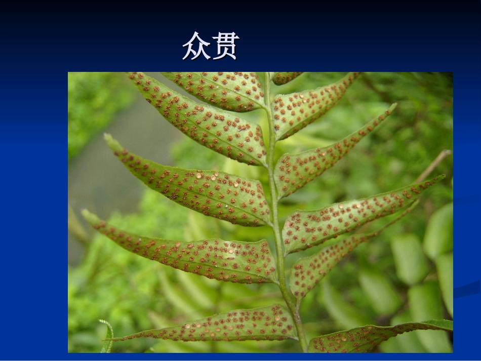 《藻类、苔藓和蕨类植物》PPT课件_第3页