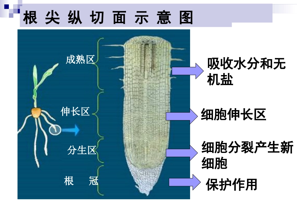 科学·技术·社会-森林可以减缓气候变化_第3页