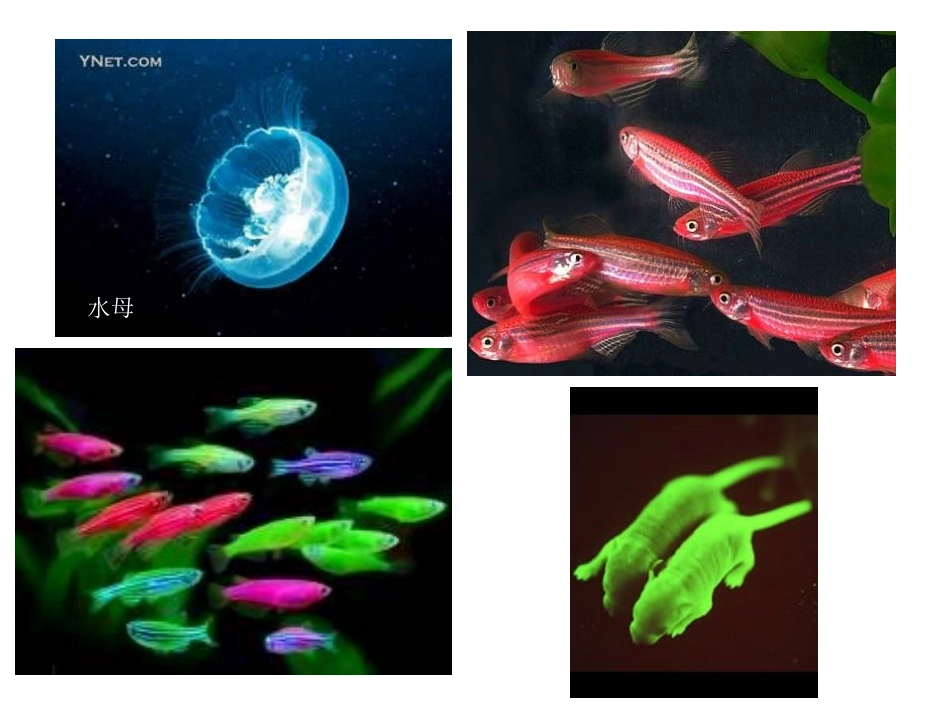 第三节基因工程的应用_第2页