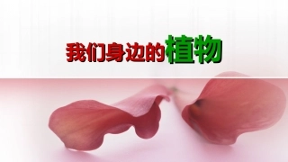 我们身边的植物
