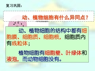 第三节细胞分裂与分化-(3)