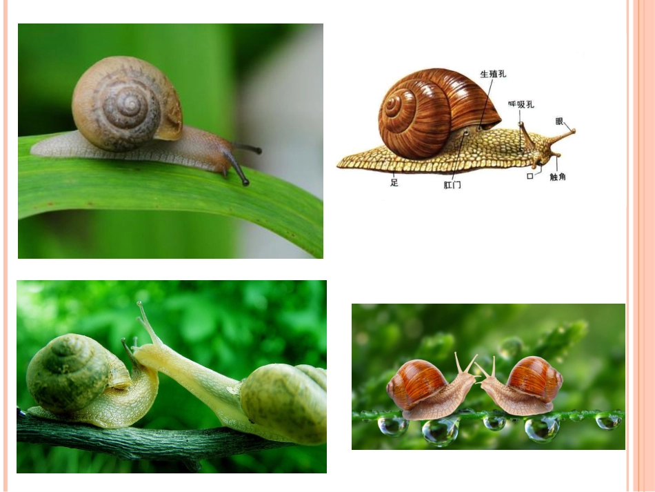 《坚持不懈的小蜗牛》课件_第3页