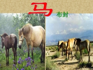 《马》上课课件