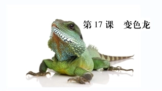 十七变色龙-(3)