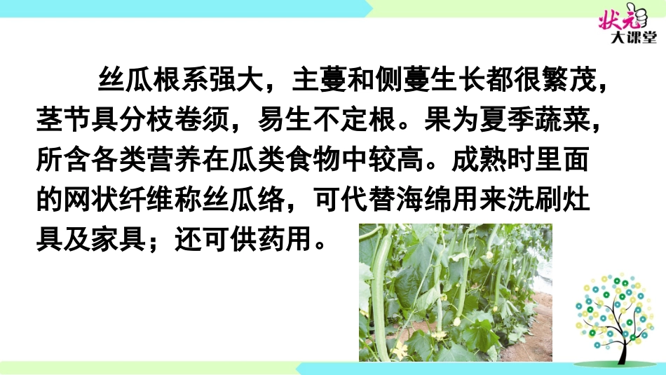 神奇的丝瓜-(2)_第1页