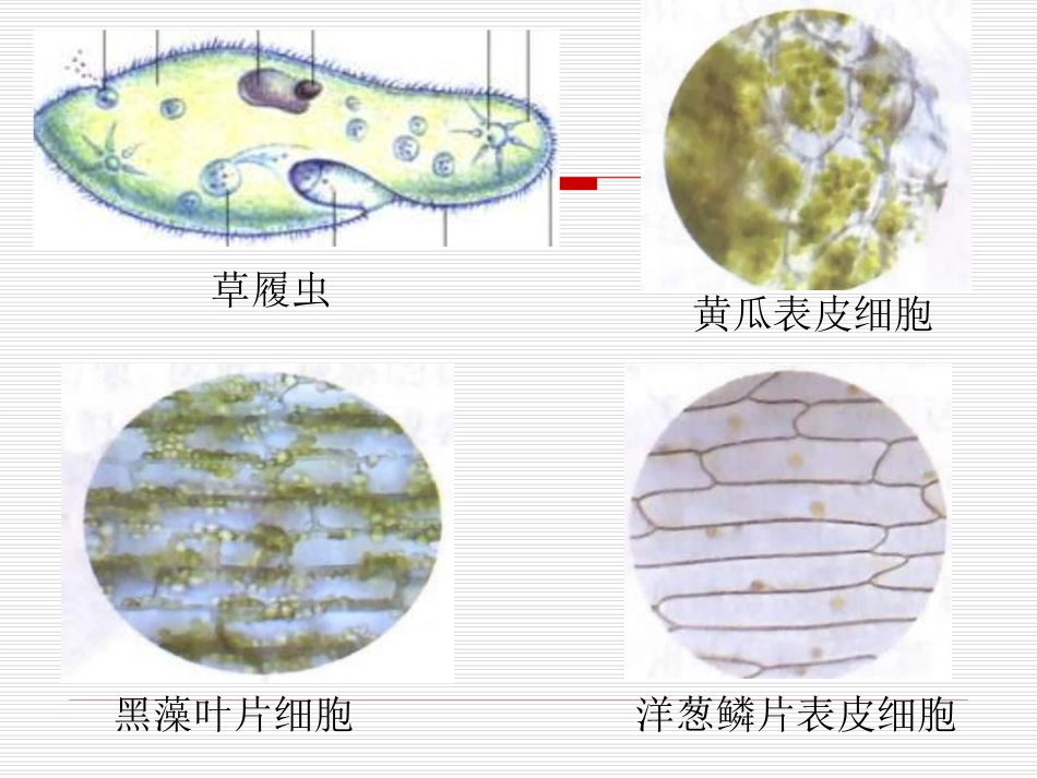 显微镜的结构及使用方法_第2页
