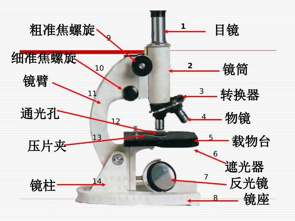 显微镜的结构及使用方法_第3页