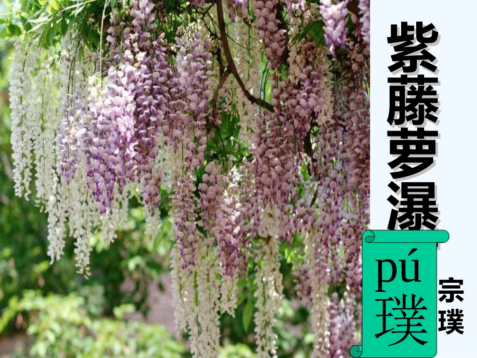 (部编)初中语文人教2011课标版七年级下册紫藤萝瀑布---第二课时_第1页