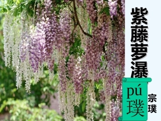 (部编)初中语文人教2011课标版七年级下册紫藤萝瀑布---第二课时