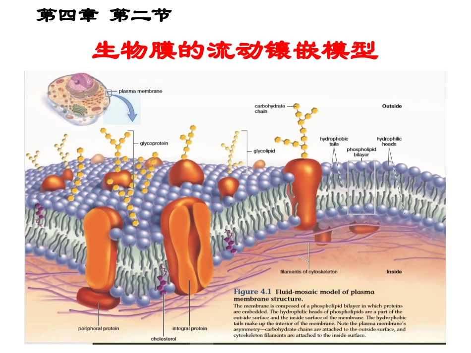 细胞膜和细胞壁_第2页