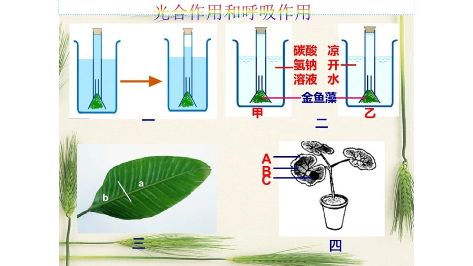 第1节光合作用-(3)_第3页