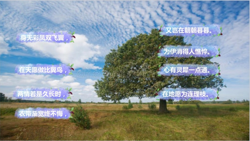 致橡树-舒婷_第2页