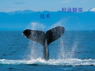 自游泳完整动作