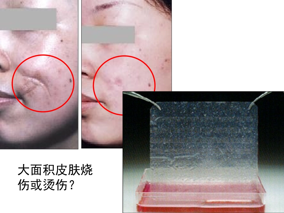 动物细胞培养130913_第1页