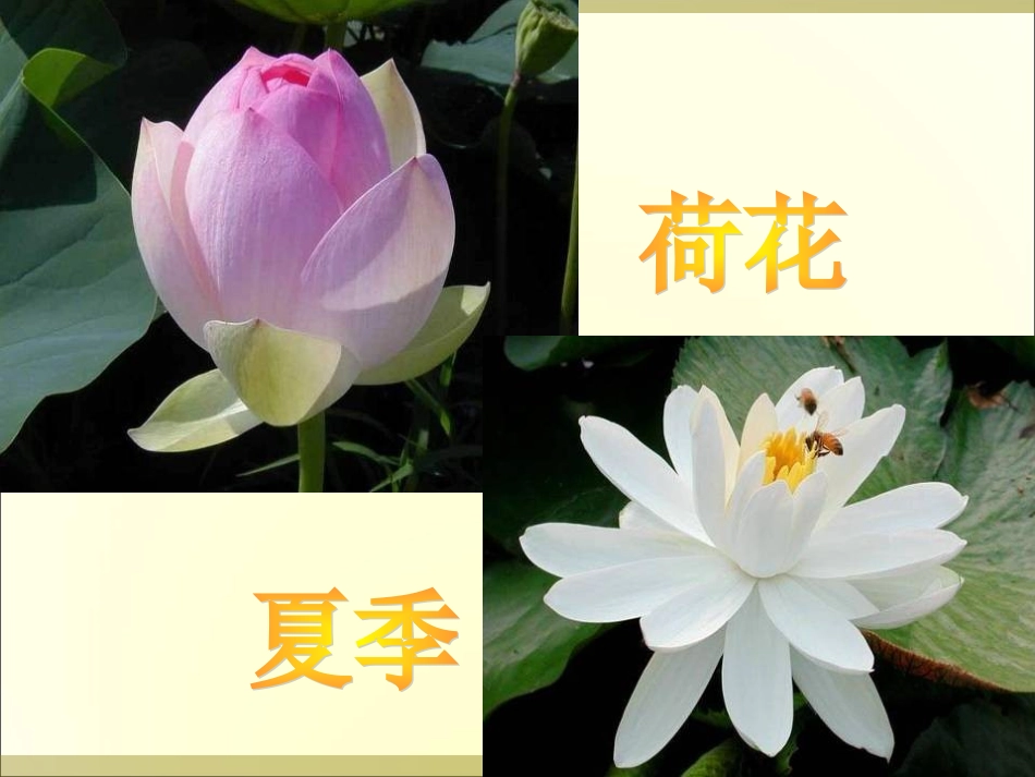 被压扁的沙子-(5)_第3页