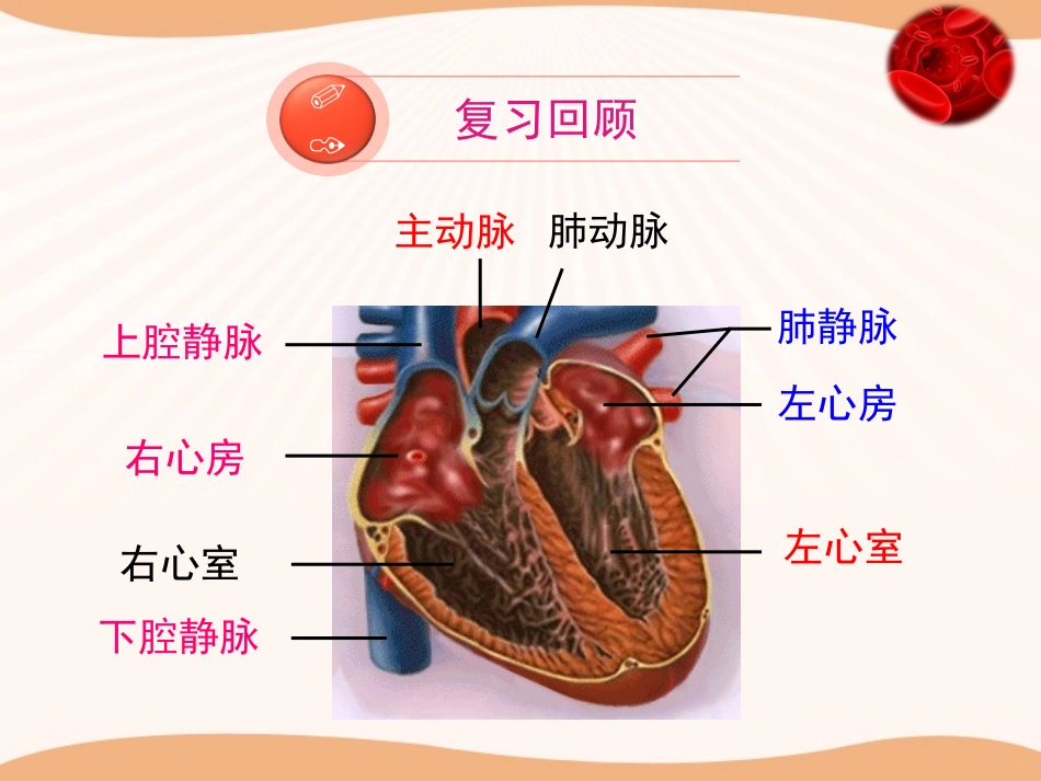 第三节物质运输的路线-(3)_第2页