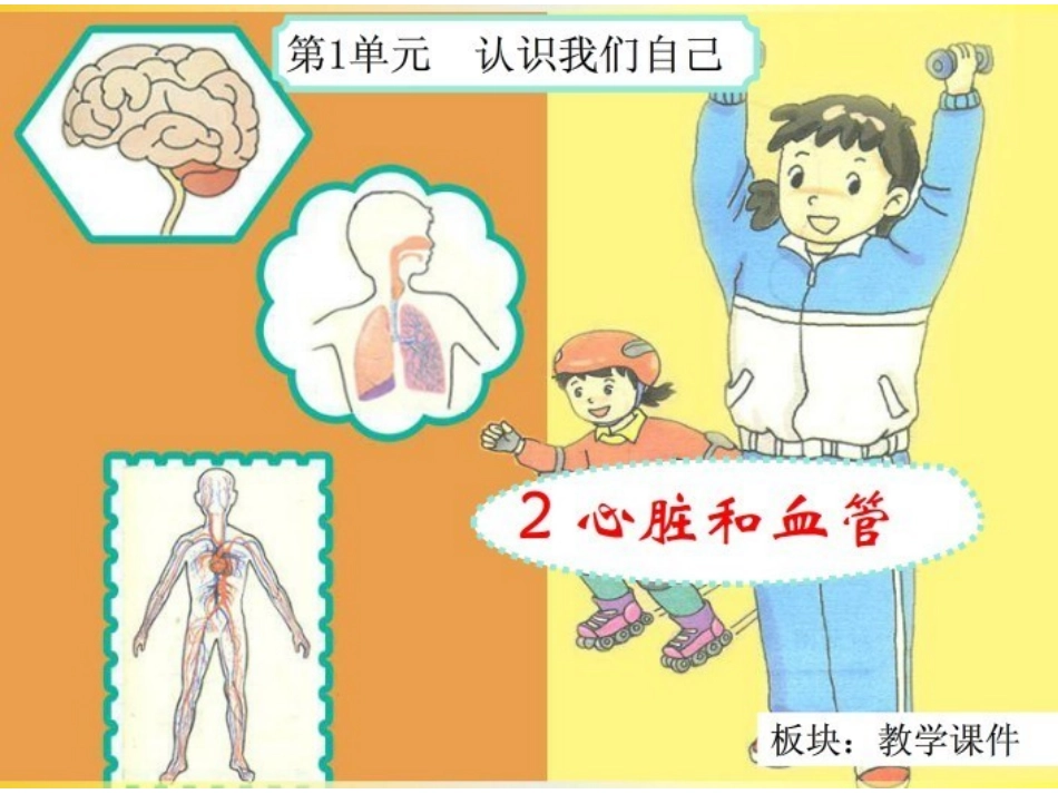 1.2心脏和血管_第1页