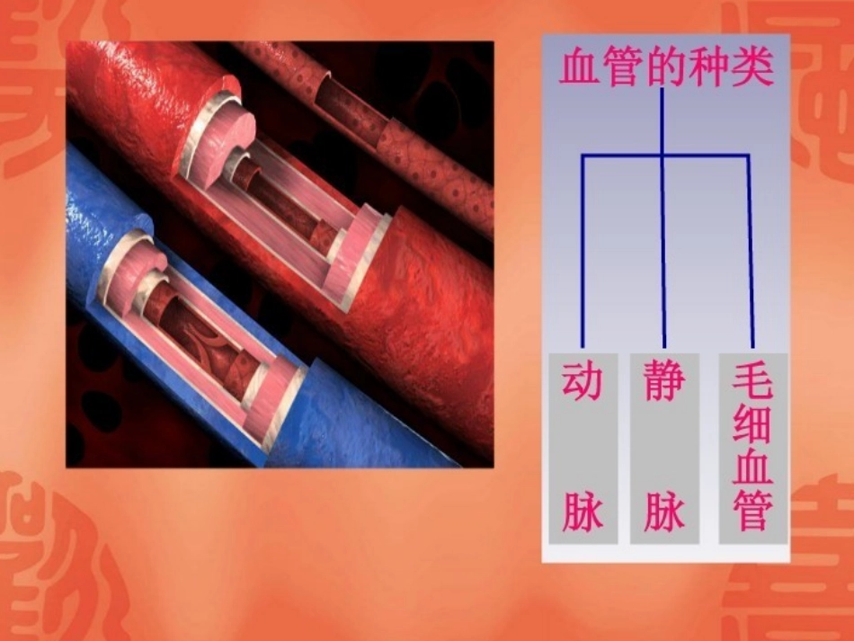 1.2心脏和血管_第3页