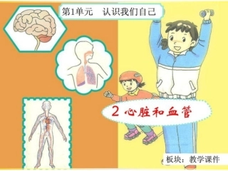 1.2心脏和血管