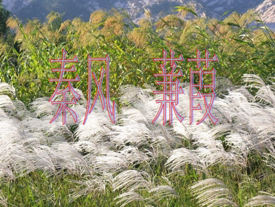蒹葭-(2)_第3页