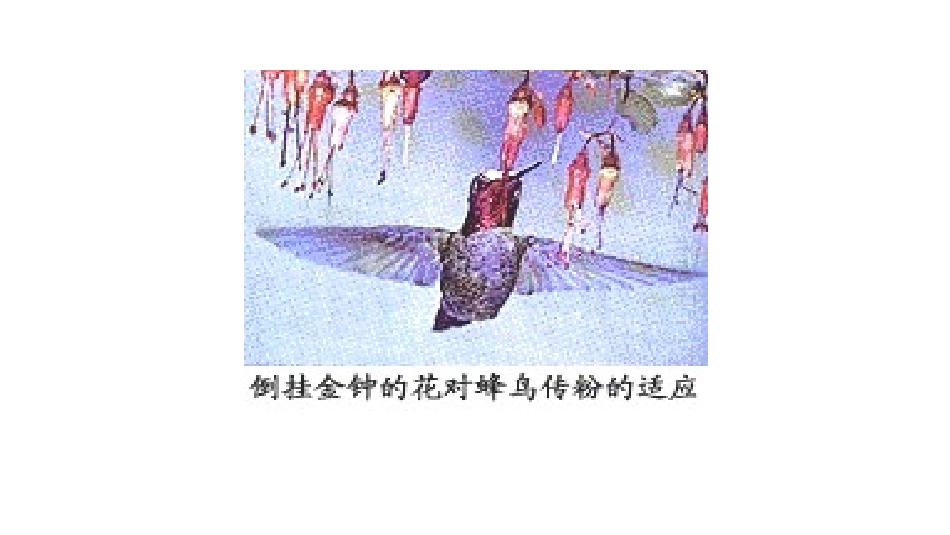 三-共同进化与生物多样性的形成-(3)_第3页