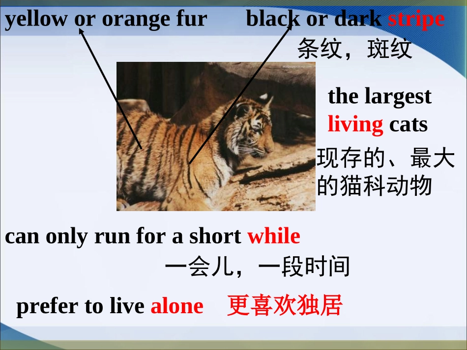 8AUnit5WildanimalsIntegratedskills_第3页