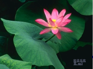 八年级语文上册爱莲说课件