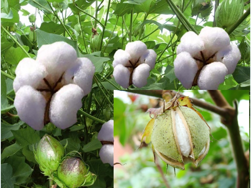 (部编)人教语文2011课标版一年级下册31、棉花姑娘_第3页