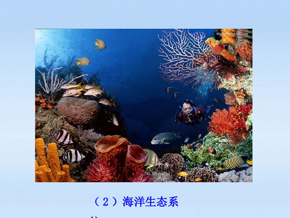 苏教版八上生物-20.2-生物圈是生物的共同家园-课件---(共25张PPT)_第3页