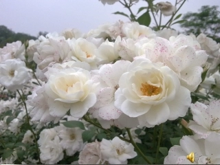 20.----邹忌讽齐王纳谏