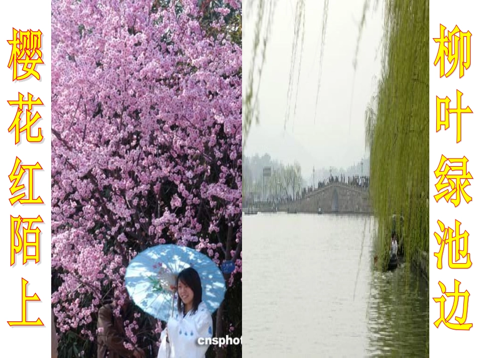 第六节芽的类型和发育_第1页