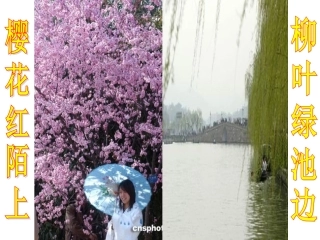 第六节芽的类型和发育