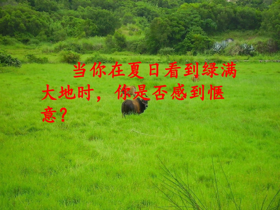 《囚绿记》课件_第2页