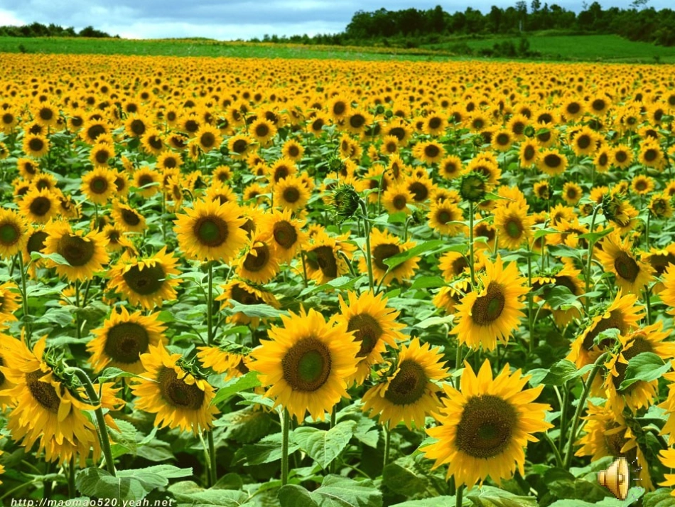 小学数学第十一册课件圆的认识-副本_第3页