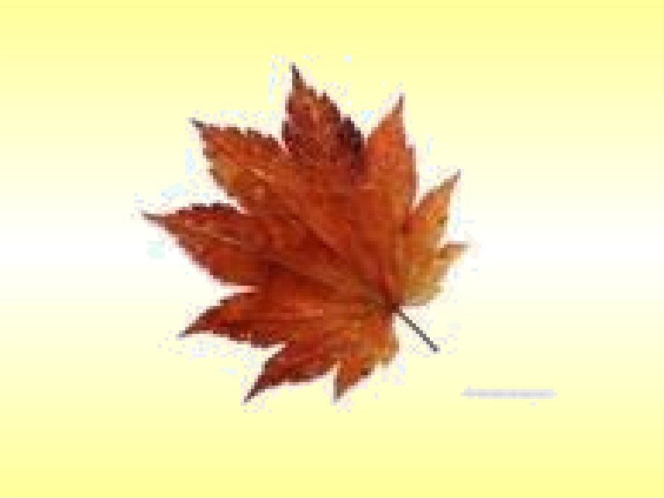 第8课叶子上的小血管_第2页