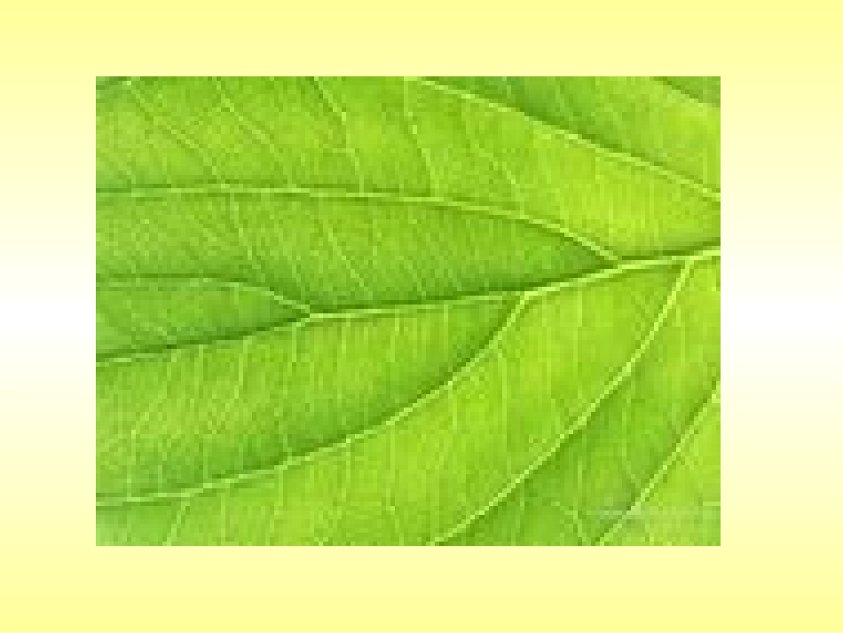 第8课叶子上的小血管_第3页