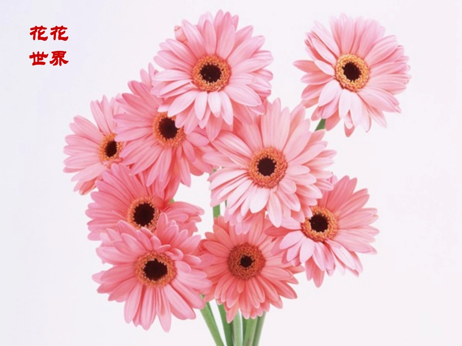 送你一束转基因花_第3页