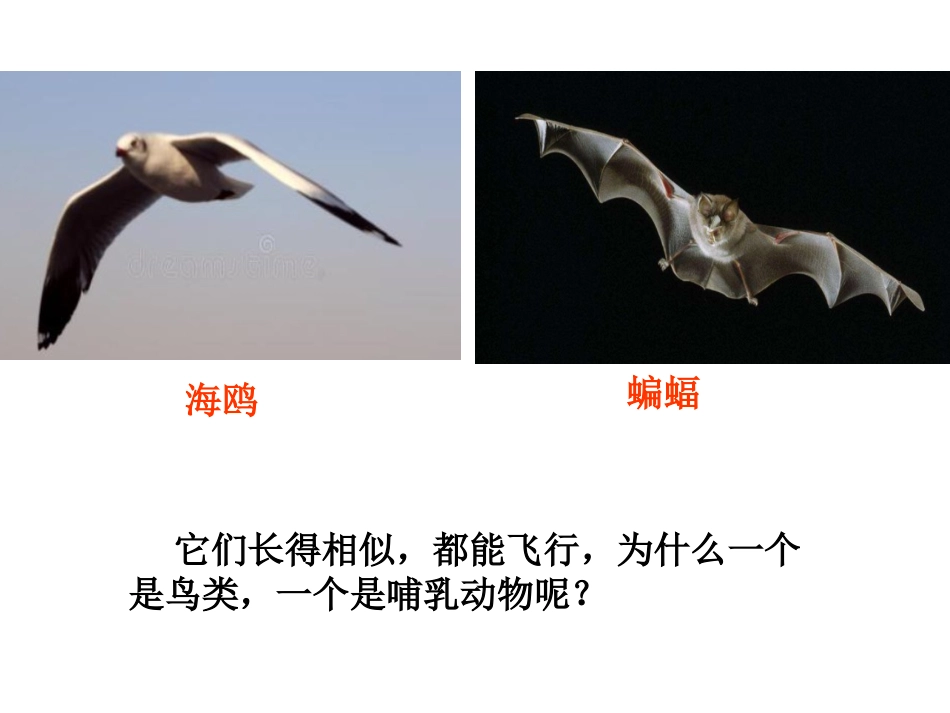 6、哺乳动物_第2页