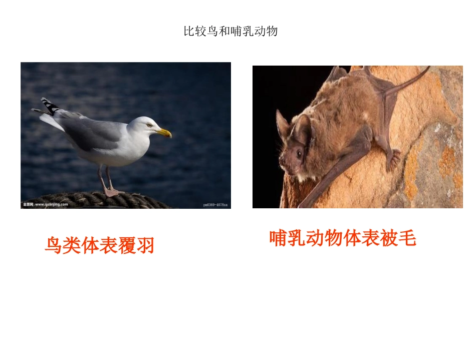 6、哺乳动物_第3页