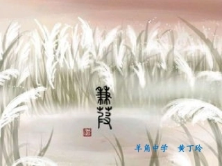 蒹葭-(3)