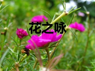 花之咏-(2)
