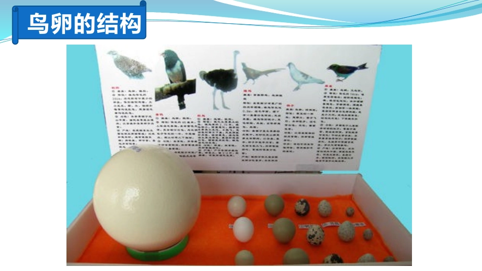 第五节鸟类的生殖与发育_第3页