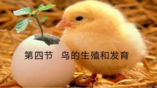 第五节鸟类的生殖与发育