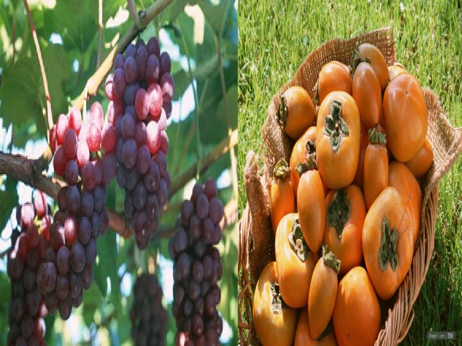 美丽的秋天1_第2页