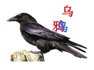 19乌鸦喝水