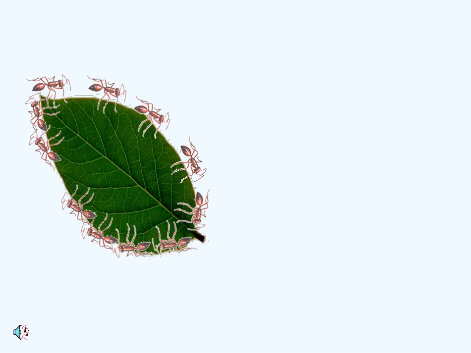 小学数学北师大2011课标版三年级周长课件-(2)_第3页